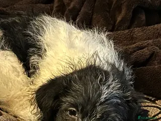 Jackapoo dogs Beautiful Pompi - Advert 5