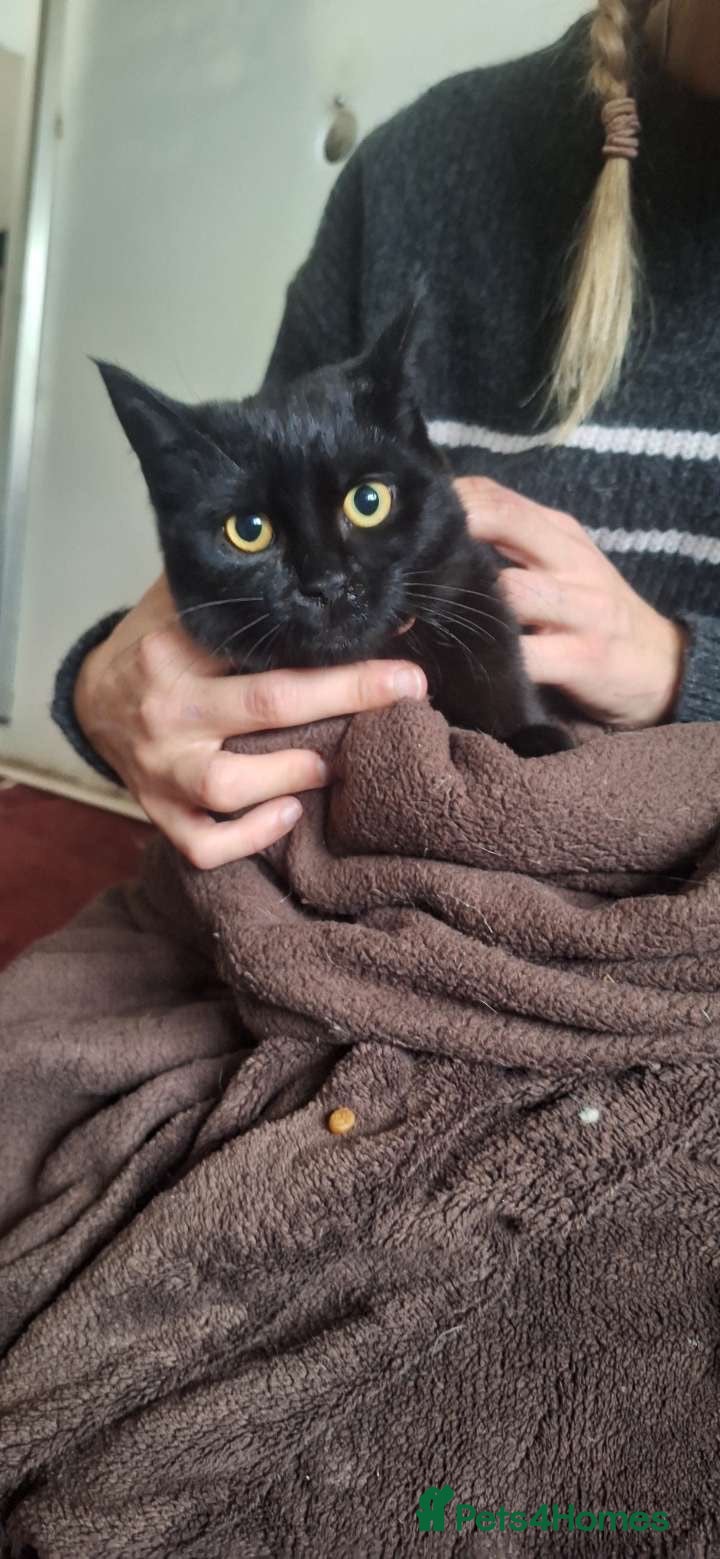 Mixed Breed cats 25£ Beautiful girl looking for forever home  - Advert 22