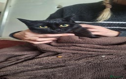 Mixed Breed cats for sale: Beautiful girls looking for forever home  - Advert 4