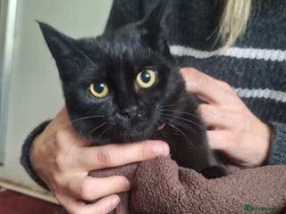 Mixed Breed cats 25£ Beautiful girl looking for forever home - Advert 22