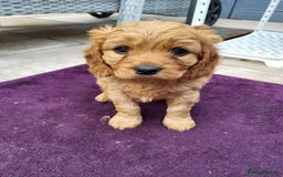 Cavapoo dogs for sale: F1B Cavapoo Puppies - Image 7