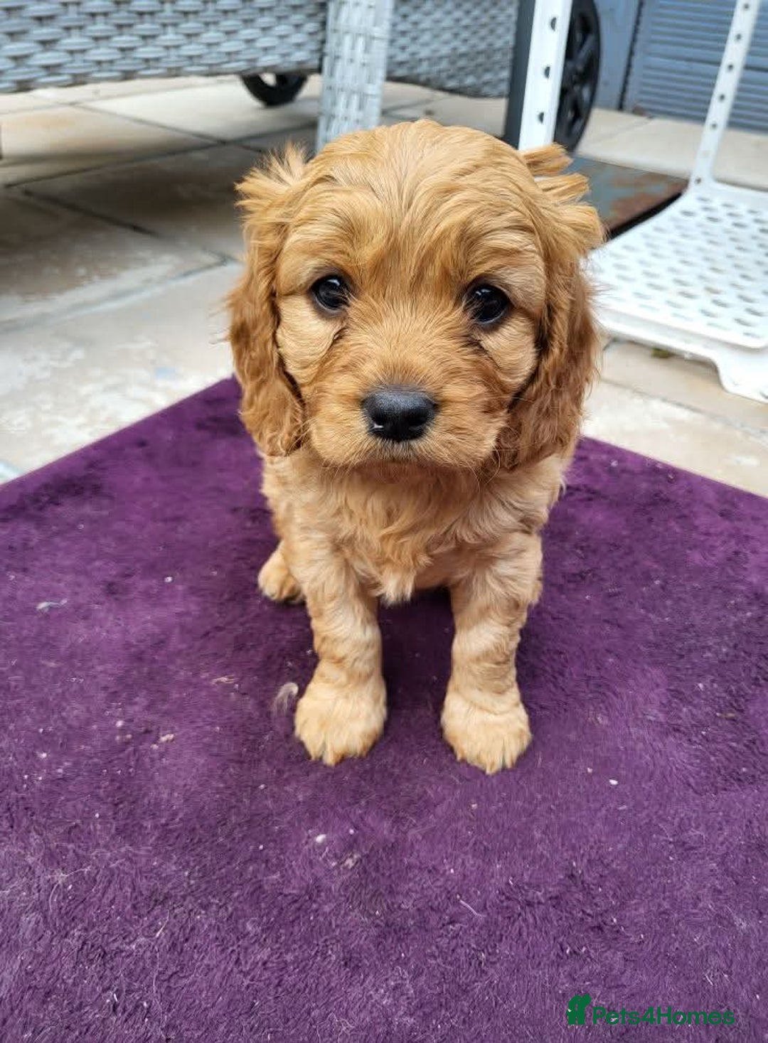 Cavapoo dogs for sale: F1B Cavapoo Puppies - Image 7