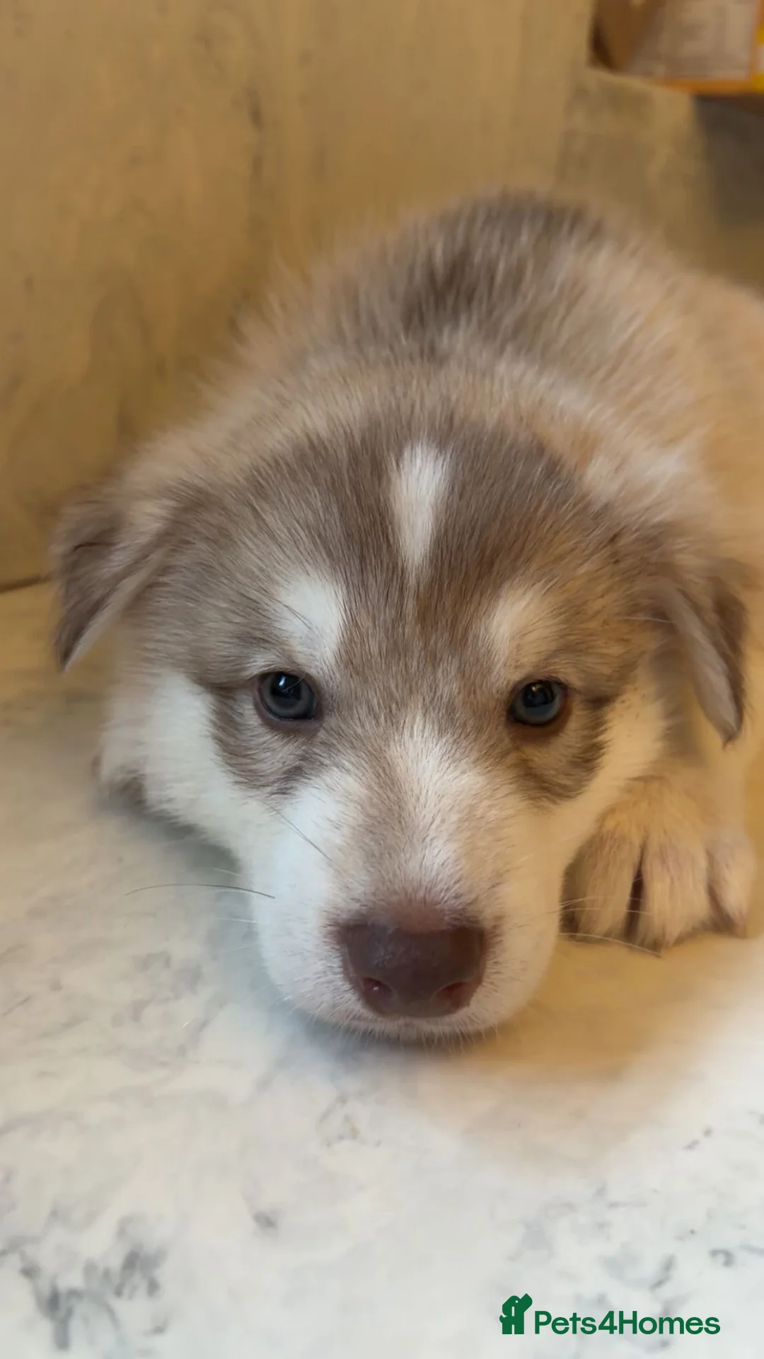 Northern Inuit dogs for sale: Northern Innuit puppies for sale  - Advert 8