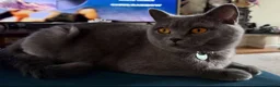 Scottish Fold cats for sale: 7 Scottish fold 😍beautiful  healthy kittens - Advert 1