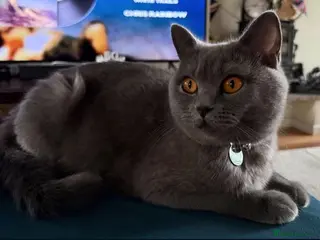 Scottish Fold cats 7 Scottish fold 😍beautiful healthy kittens - Advert 17