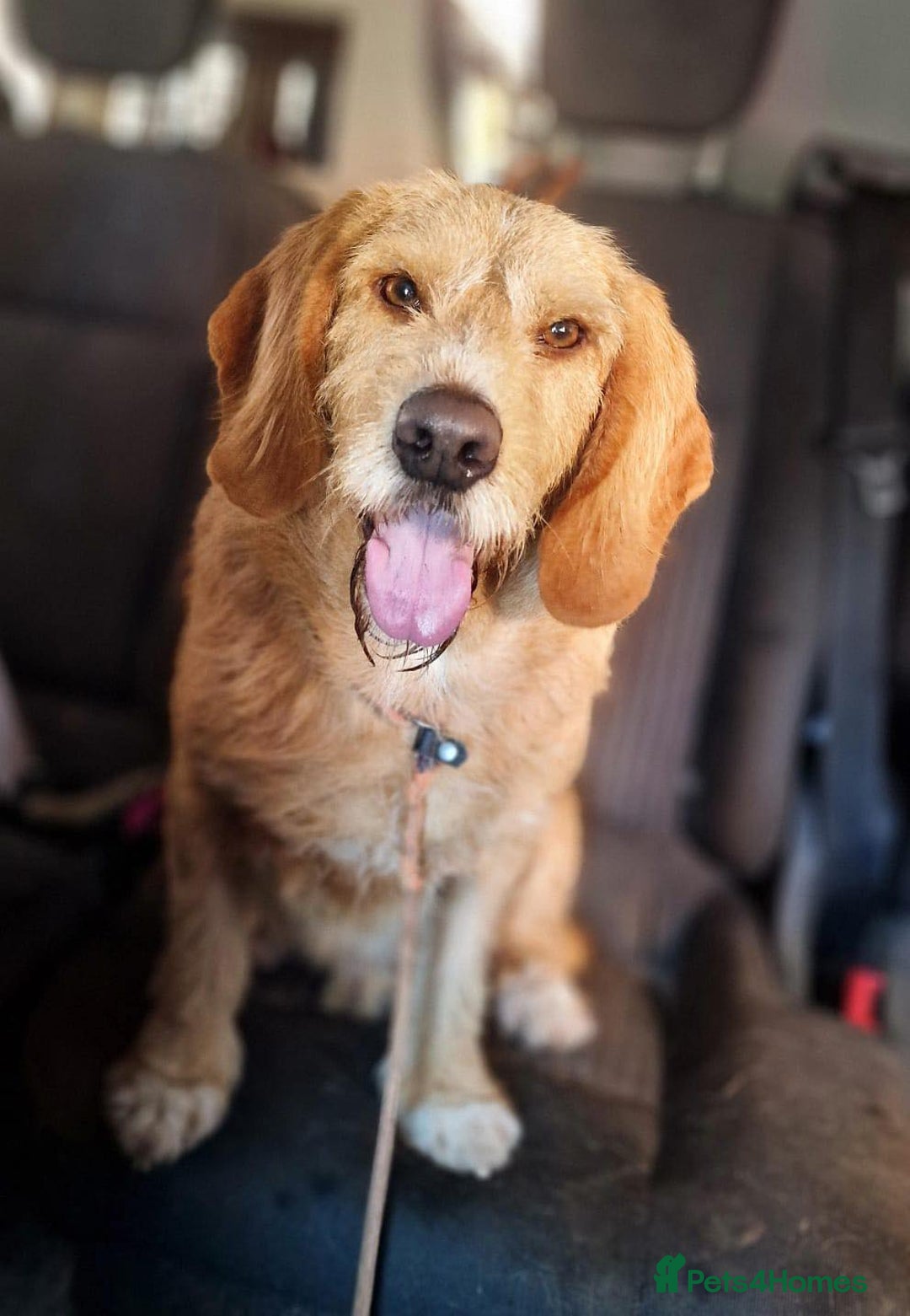 Basset Fauve De Bretagne dogs for adoption: Handsome Howie looking for adoption - Advert 1