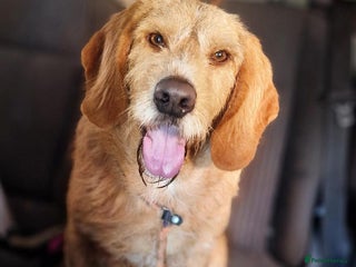 Basset Fauve De Bretagne dogs Handsome Howie looking for adoption - Advert 1