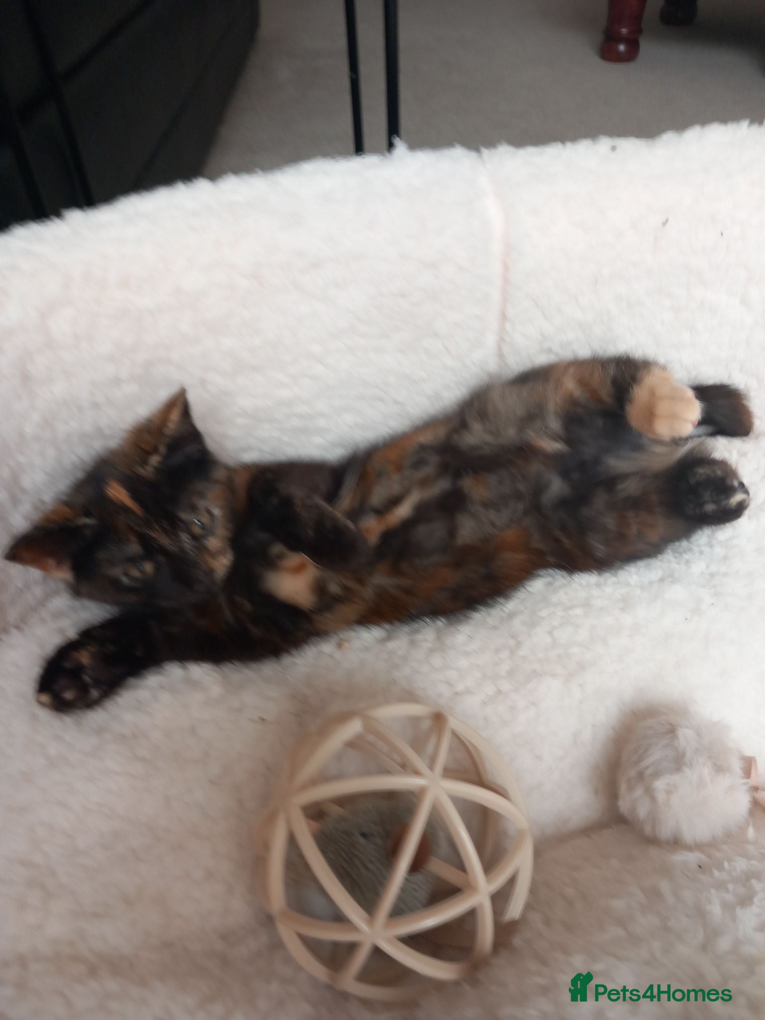 Mixed Breed cats Very pretty tortie kitten - Advert 2