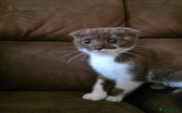 Scottish Fold cats for sale: Frankie 🩵 3 month old  Scottish Fold male kitten - Image 6