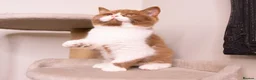 British Shorthair cats for sale: STUNNING BSH KITTENS - Advert 5
