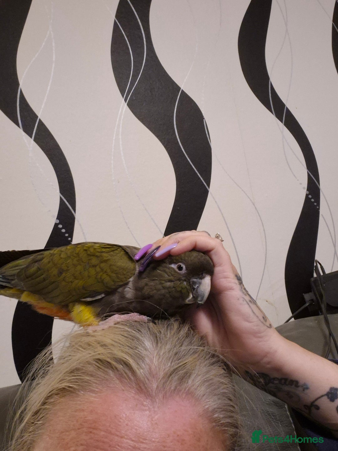 Parrots birds for sale: Patagonian conure - Image 3