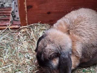 English rabbits bunnies for sale - Advert 3