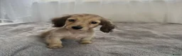 Miniature Dachshund dogs for sale: Beautiful long coat puppies ready now - Advert 39