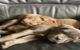 Cane Corso dogs for sale: Cane corso pups  - Image 1