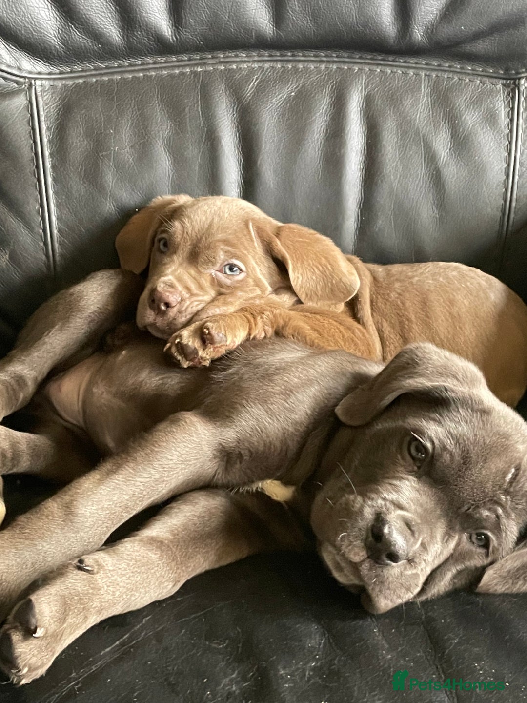 Cane Corso dogs for sale: Cane corso pups  - Image 1