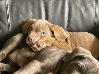 Cane Corso dogs for sale - Advert 1