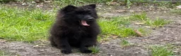 Pomeranian dogs for sale: Gorgeous Pomeranian puppies in London - Advert 5