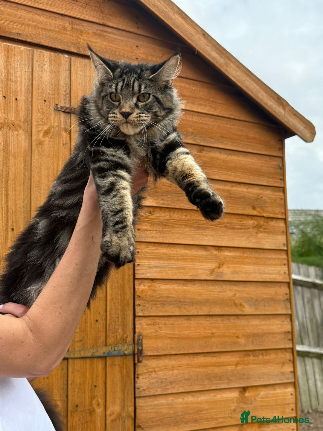 Maine Coon cats for sale: Female MCO - Image 7