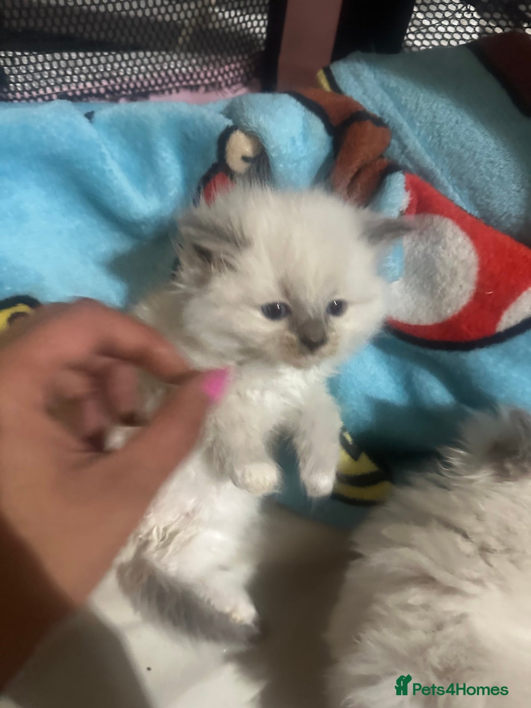 Ragdoll cats for sale: 5 blue eye fluffy ragdoll kittens  - Image 17