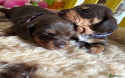 Miniature Dachshund dogs for sale: Kc miniature Dachshunds 2  girls  left  - Image 4