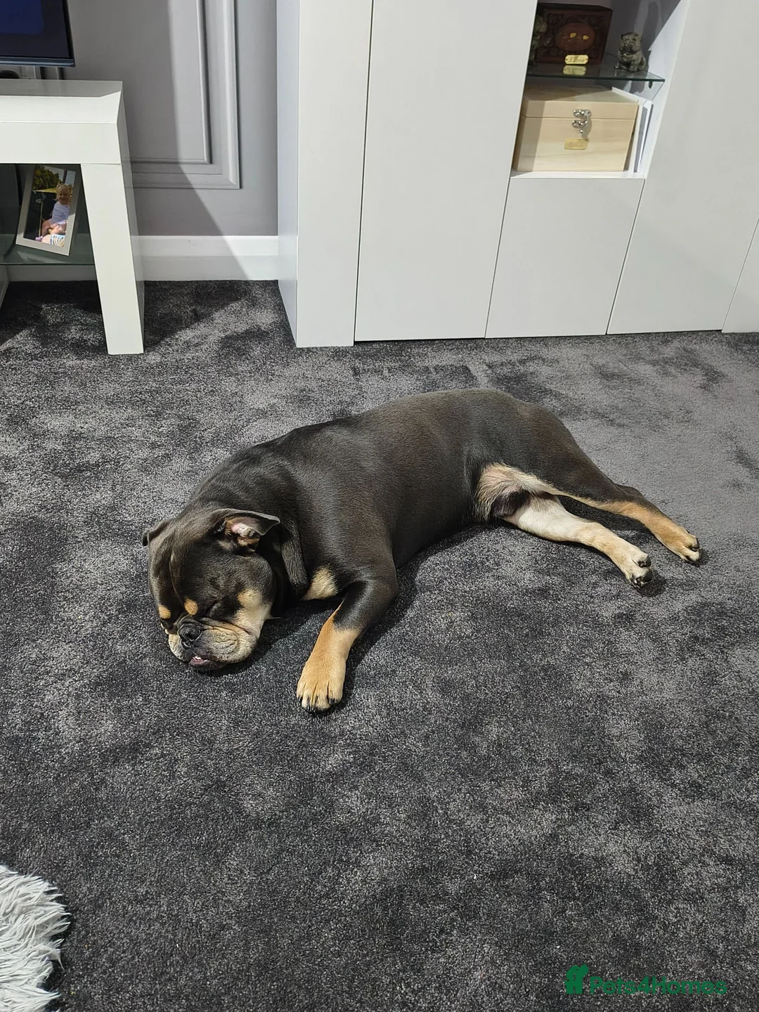 Mixed Breed dogs for sale: Bulldog x french bulldog  in Dartmouth - Advert 1