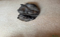 Pomeranian dogs for sale: Teddy Face Pomeranian Champion European Bloodline  - Image 19