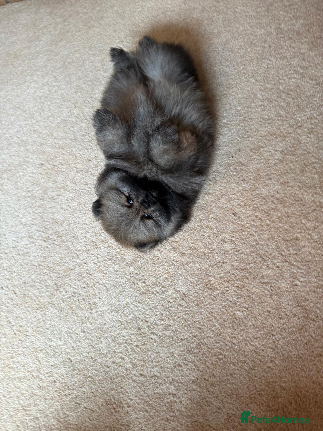 Pomeranian dogs for sale: Teddy Face Pomeranian Champion European Bloodline  - Image 19