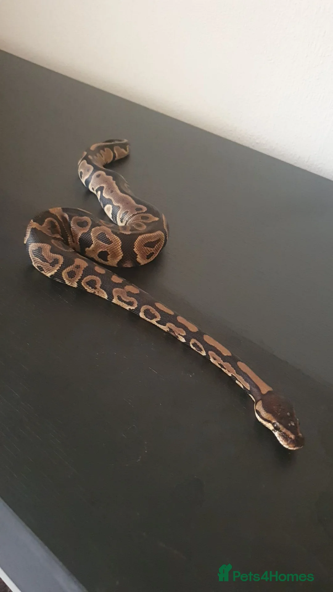 Snake reptiles for sale: Stunning Female Leopard Ball Python - Advert 2
