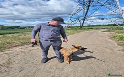 Belgian Shepherd Dog dogs for sale: Belgium mallinois puppy 7 months old bitch - Image 1