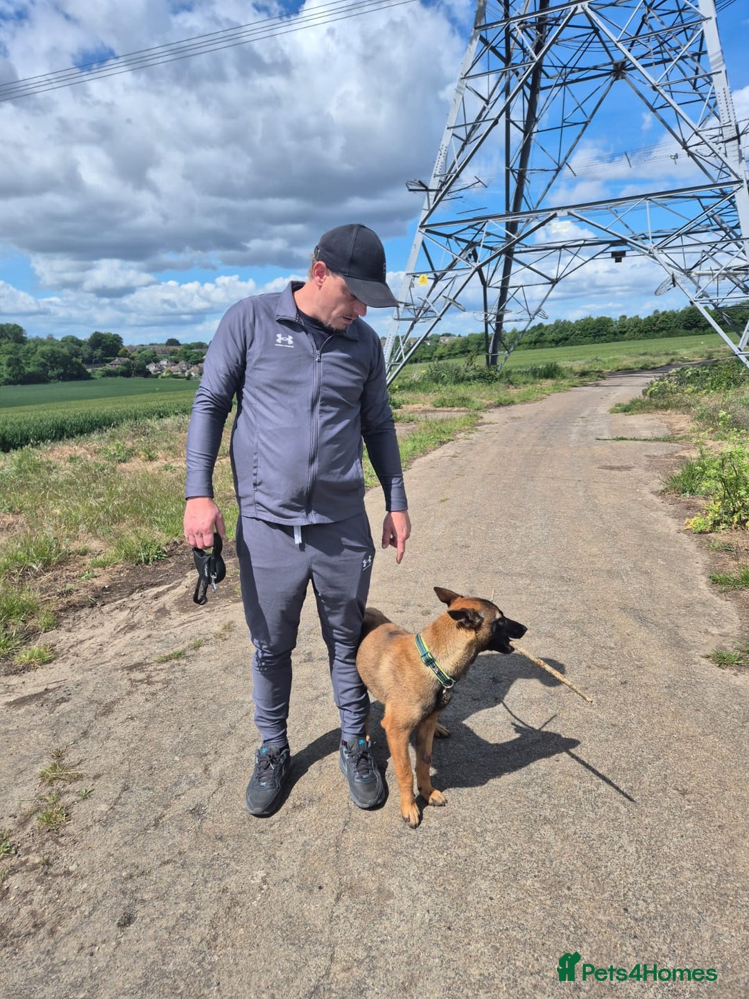 Belgian Shepherd Dog dogs for sale: Belgium mallinois puppy 7 months old bitch - Image 1