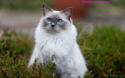 Ragdoll cats for sale: Stunning GCCF Registered Heart Melting Affection - Image 31