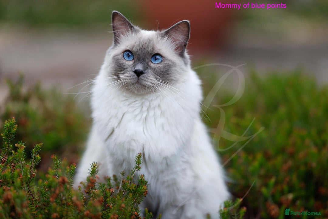 Ragdoll cats for sale: Stunning GCCF Registered Heart Melting Affection - Image 31