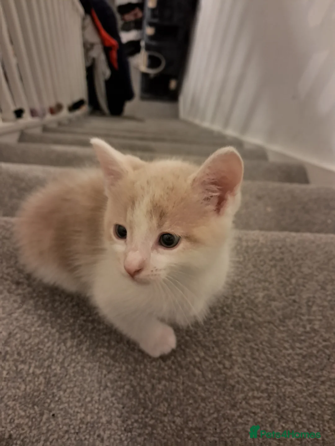 Mixed Breed cats for sale: Kittens for sale - Advert 6