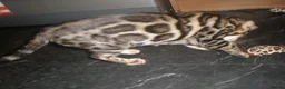 Bengal cats for sale: 5 Beautiful Bengal Kittens - Advert 11
