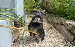 Mixed Breed rabbits for sale: 3 Mini Lop Cross Rabbits - Image 9