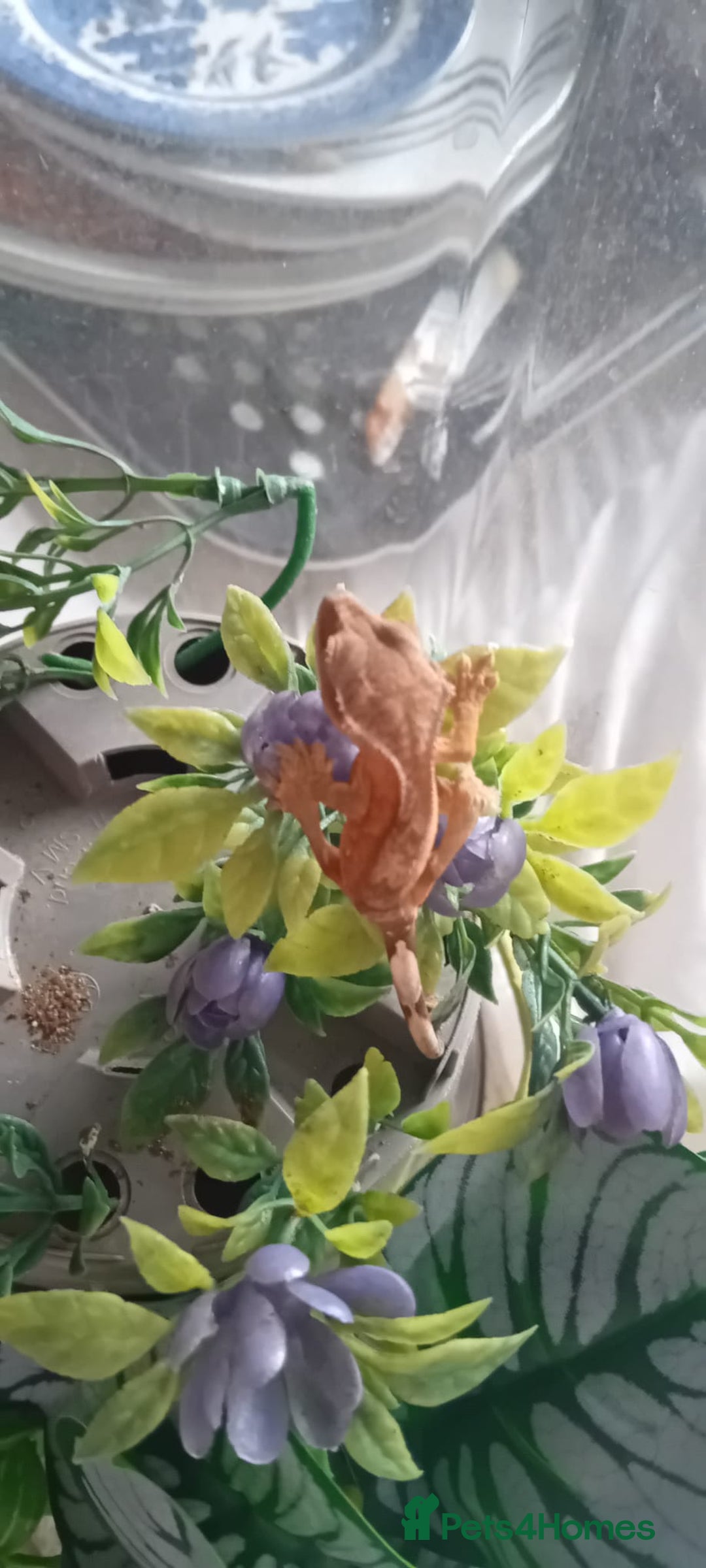 Gecko reptiles for sale: Crested Gecko Morph Hatchlings/Juveniles - Image 7
