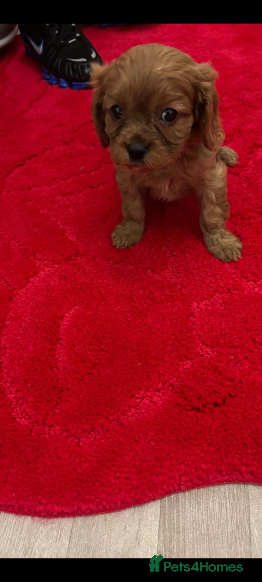 Cavalier King Charles Spaniel dogs for sale: Cavalier King charlies - Advert 14