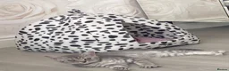British Shorthair cats for sale: British shorthair tabby kittens  in Scunthorpe - Advert 13