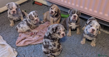English Bulldog dogs English Bulldog Puppies  - Advert 4