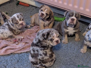 English Bulldog dogs English Bulldog Puppies - Advert 5