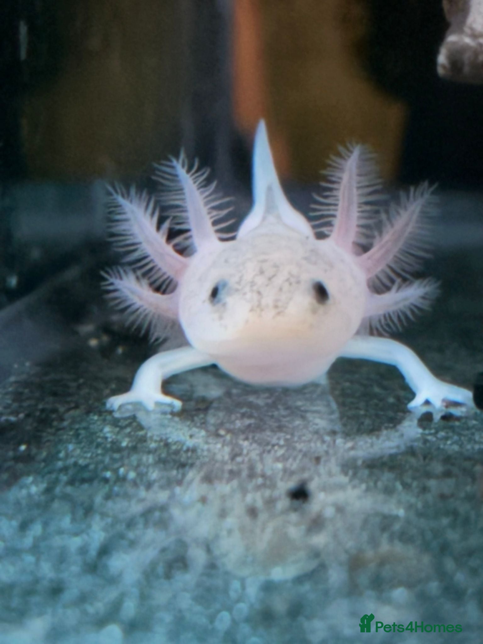 Axolotl reptiles 3 month old axolotls - Advert 14