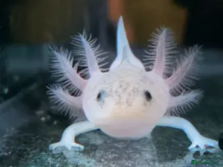 Axolotl reptiles 3 month old axolotls - Advert 19