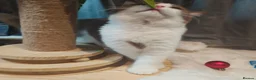 British Shorthair cats for sale: Blue golden, lilac gold, cinnamon bi colour  - Advert 4