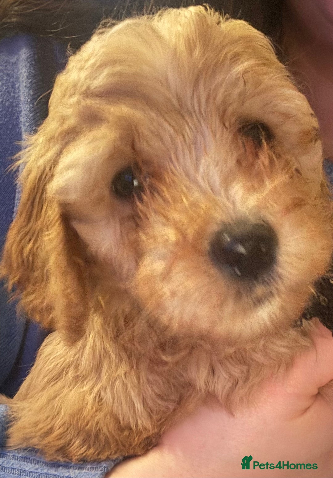 Cockapoo dogs for sale: ⭐️EXTENSIVELY HEALTH TESTED, COCKAPOO F1B GIRL⭐️ - Advert 12