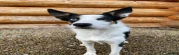 Border Collie dogs for sale: Meg the Border Collie for Adoption - Advert 3
