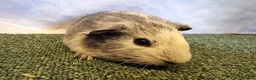 Guinea Pig rodents for sale: Guinea pigs  in Usk - Advert 8