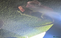 Lizard reptiles for sale: Chinese water dragon  - Image 3