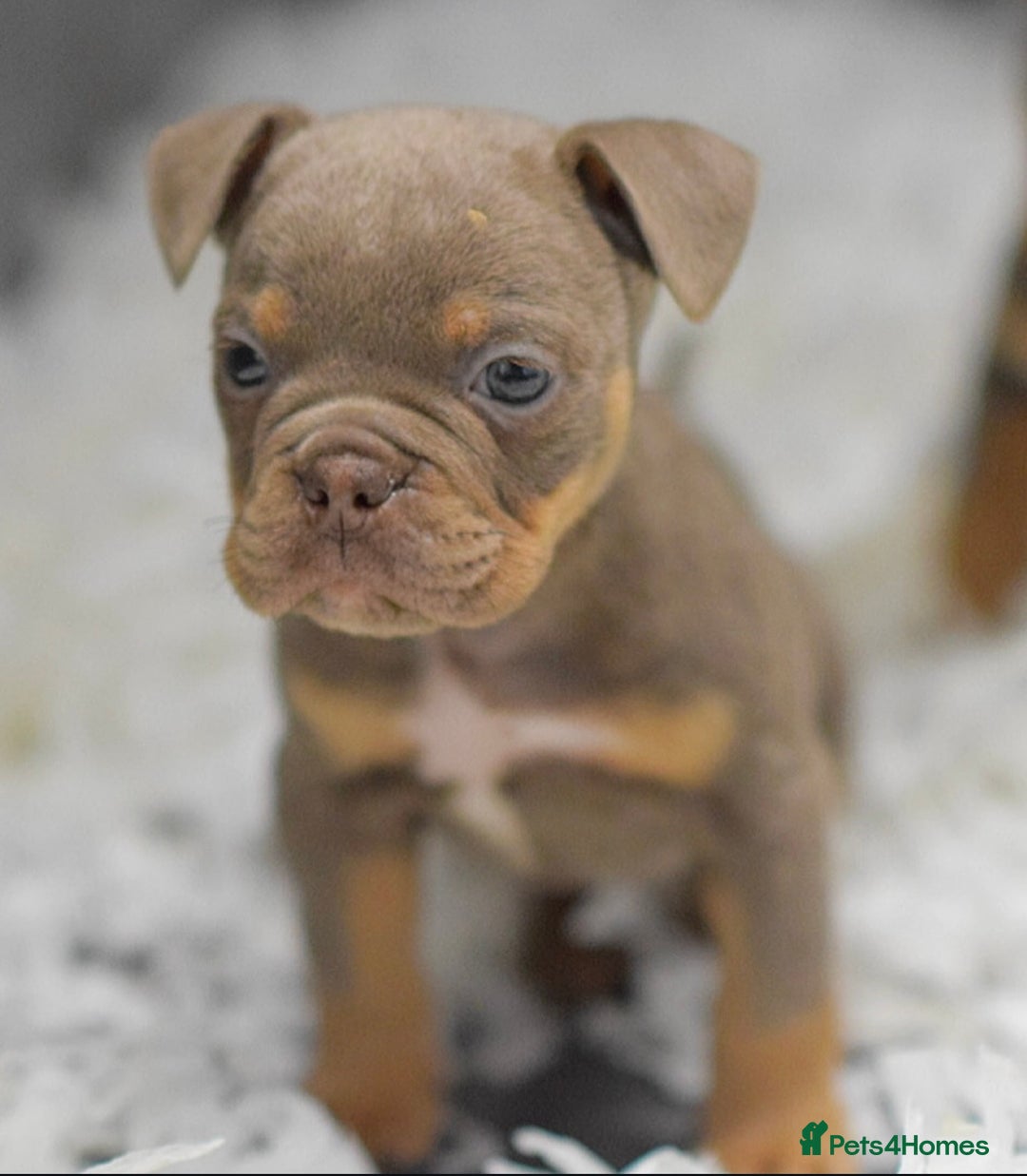 Old Tyme Bulldog dogs for sale: Why Settle for Less? 5⭐️Rated, 23 Years Experience - Image 7