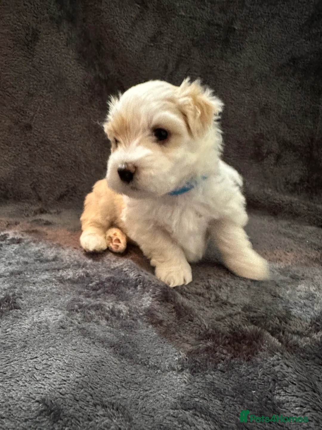 Bichon Frise dogs for sale: Adorable Bichon Frise Puppies - Advert 18