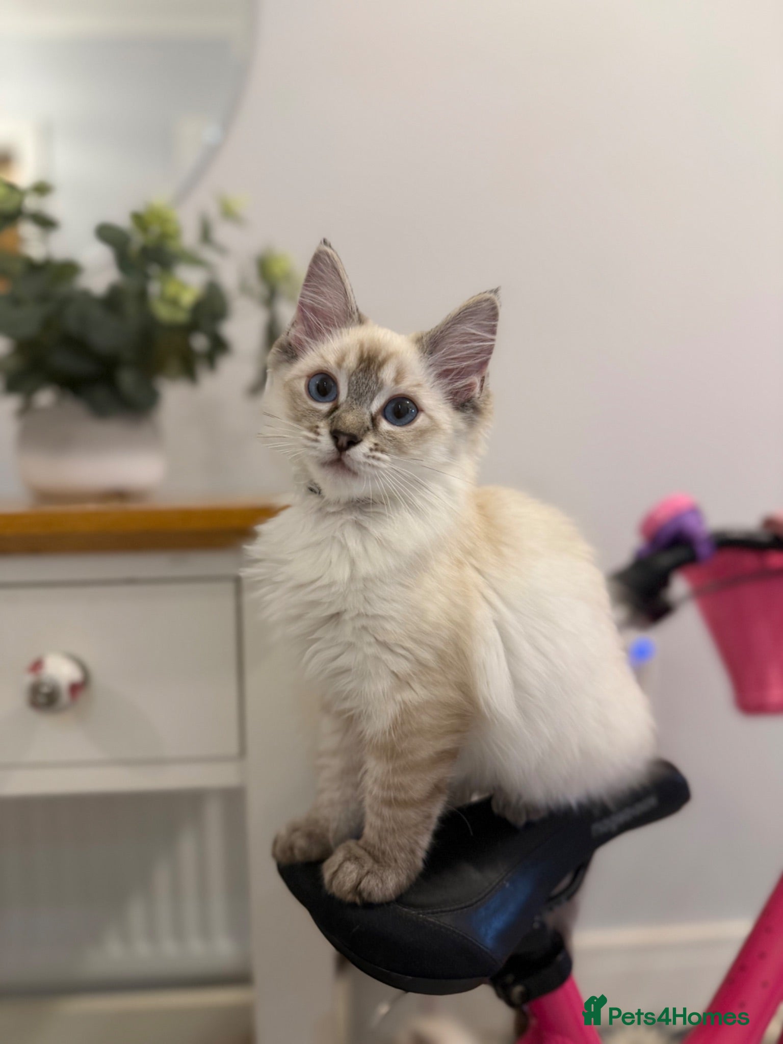 Ragdoll cats     💙 Stunning Ragdoll Kittens GCCF READY NOW  - Advert 1